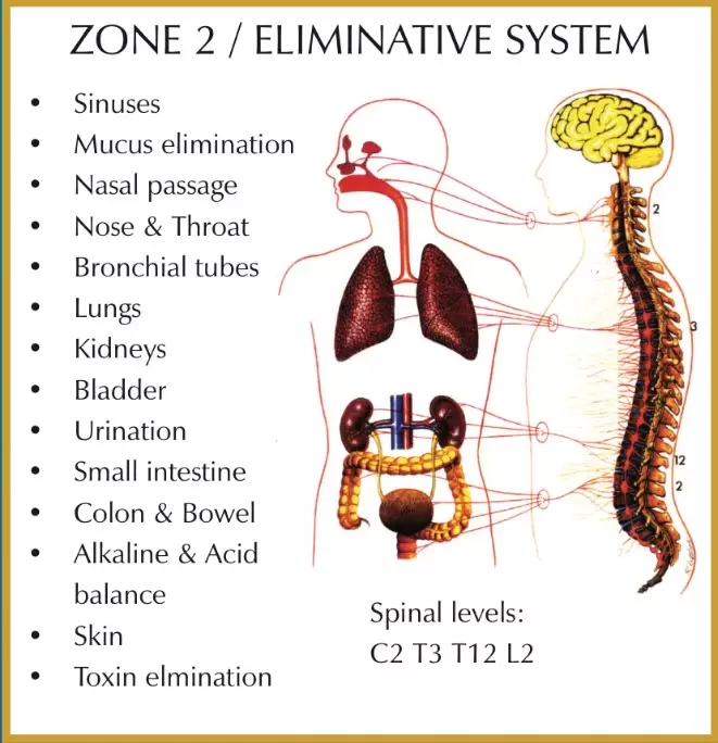 Eliminative Zone in Zone Technique Chiropractor Near Me in Woodstock GA