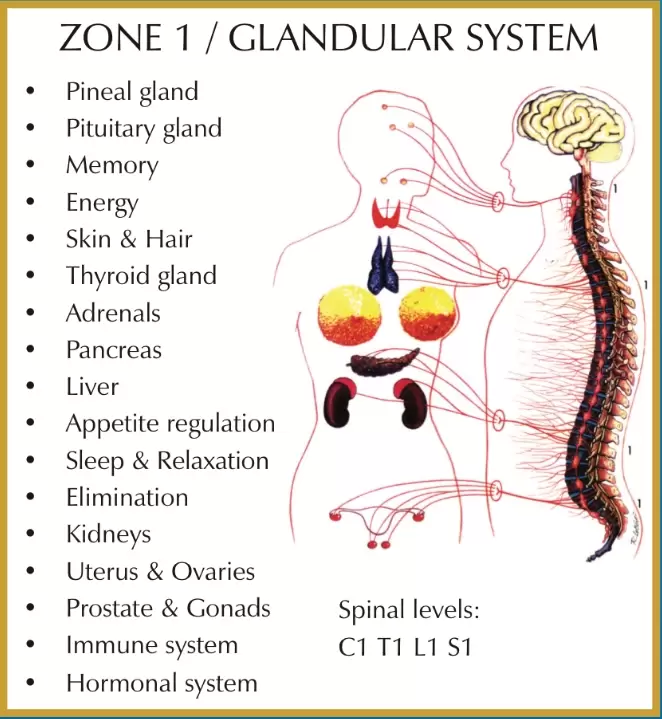 Glandular Zone Chiropractor Near Me Woodstock, GA