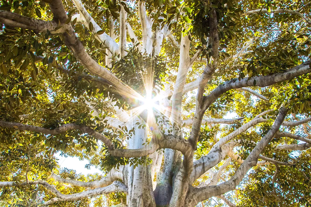 Tree Chiropractor Zone Technique Woodstock GA Near Me